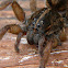 Wolf spider