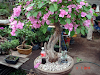 Arbol Bonsai Y Prebonsai