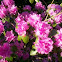 Rhododendron