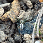 Orchard orb-weaver (sub-adult male)