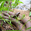 Northern Water Snake