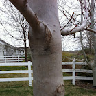 Autumn Blaze Maple Tree