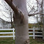 Autumn Blaze Maple Tree