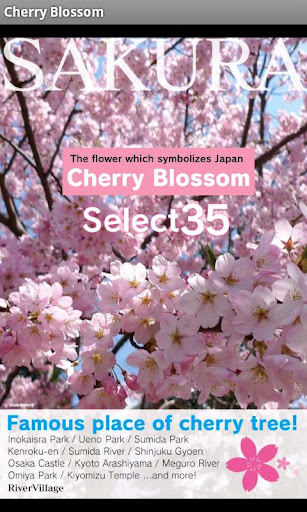 Cherry Blossom