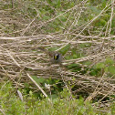 Golden-crowned Sparrow