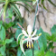 Outdoor Spider Plant