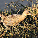 Clapper Rail
