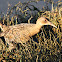 Clapper Rail