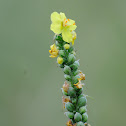 Common Mullein, Gordolobo
