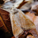 Light Brown Apple Moth