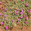 Balsam