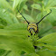 Monarch