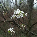 Bradford Pear