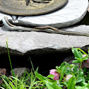 Common Garter Snakes (mating)