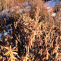 Bog Labrador Tea