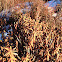 Bog Labrador Tea