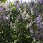 Lilacs