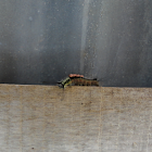 Tussock Moth Caterpillar