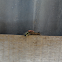 Tussock Moth Caterpillar