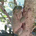 Green Tree Frog, Dumpy Tree Frog, White's Tree Frog