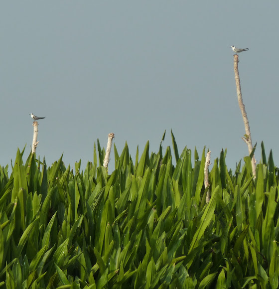 Spotting Image 1
