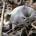 Raccoon Skull