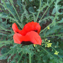 Corn poppy