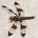 Common Whitetail