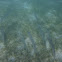 Chevron Barracuda