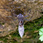 Dragonfly nymph case