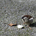 House sparrow