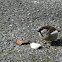 House sparrow