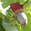 Banana flower