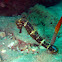 Tiger tail seahorse