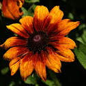 Black eyed susan