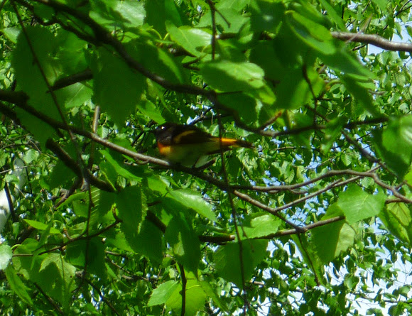 Spotting Image 1