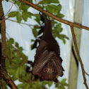 Lyle's flying fox