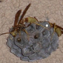 Golden Paper Wasp