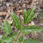 Baneberry