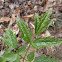 Baneberry