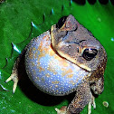 Common Asian Toad
