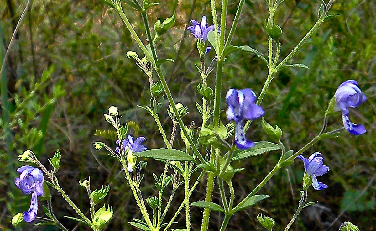 Forked Blue Curls, Bluecurls