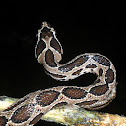 Russell's viper