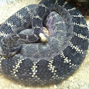 Arizona Black Rattlesnake