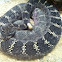 Arizona Black Rattlesnake