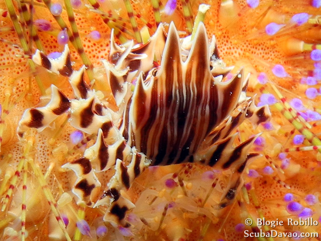 Zebra Urchin Crab