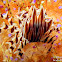 Zebra Urchin Crab