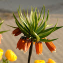 Crown Imperial