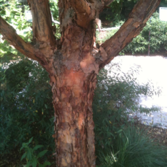 Spotting Image 1