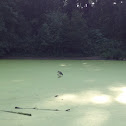 Black-Crowned Night Heron